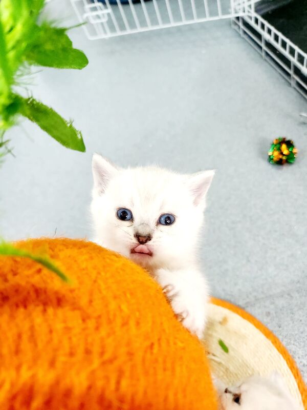 British short-hair kittens for sale in Bradford, West Yorkshire | Image 2