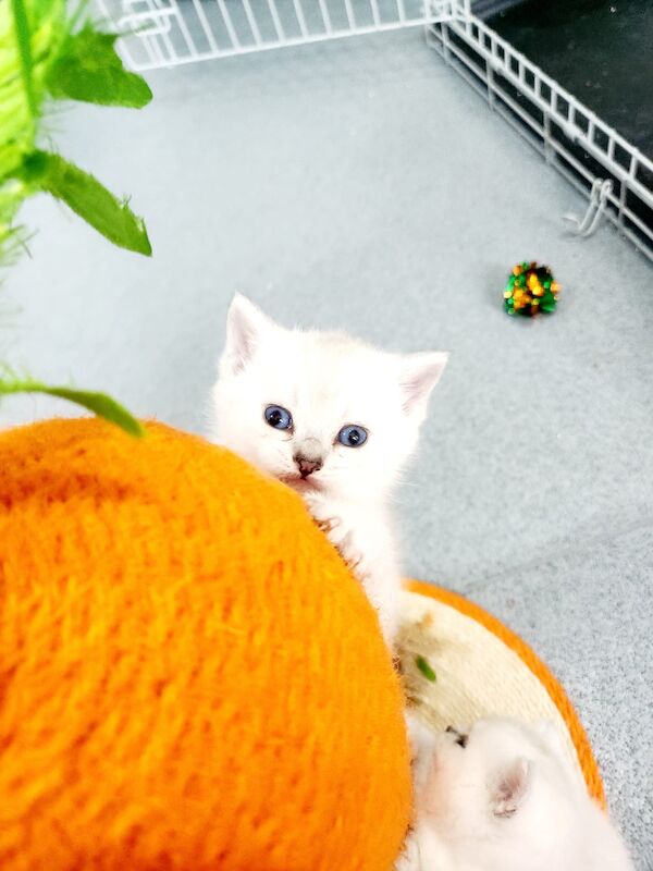 British short-hair kittens for sale in Bradford, West Yorkshire | Image 3