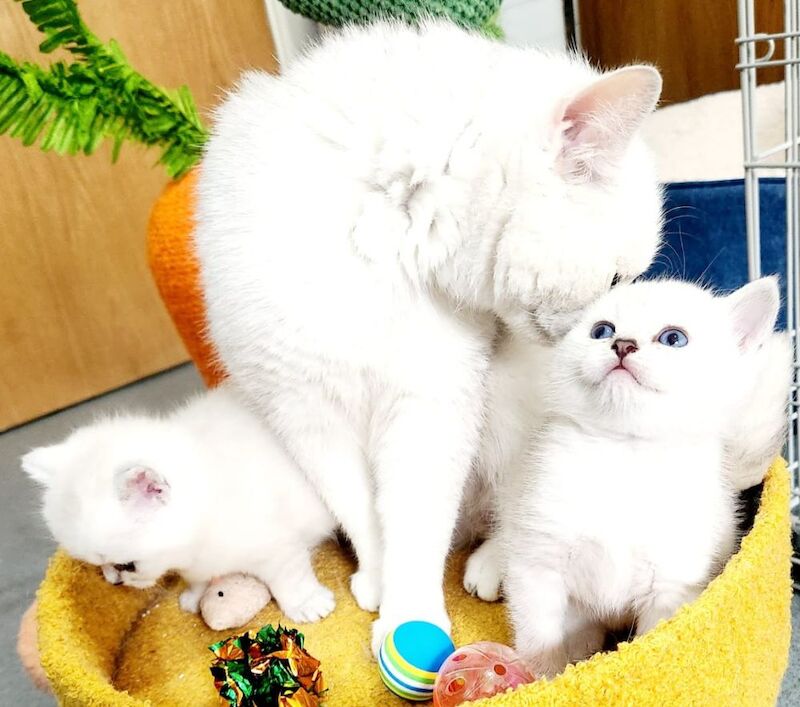 British short-hair kittens for sale in Bradford, West Yorkshire | Image 4