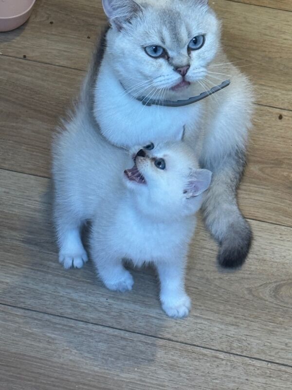 British Shorthair kittens for sale in Westerham, Kent – 9 weeks old