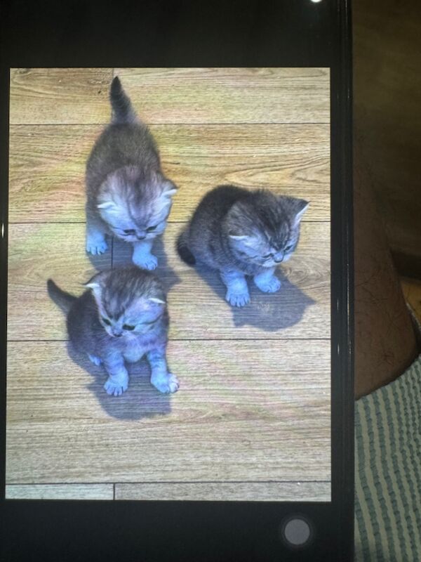 British Shorthair kittens for sale in Westerham, Kent – 9 weeks old - Image 2 of 3