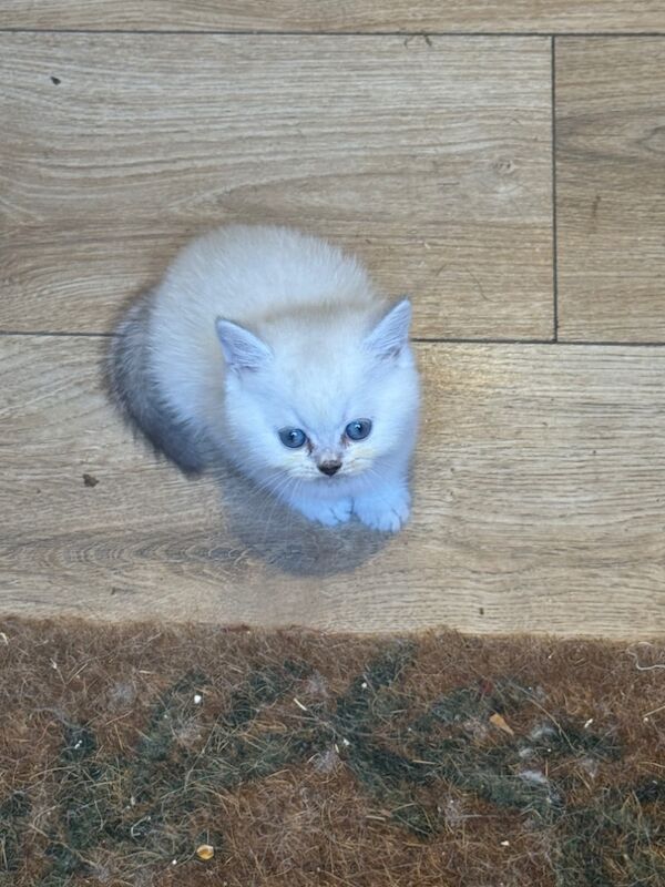 British Shorthair kittens for sale in Westerham, Kent – 9 weeks old - Image 3 of 3