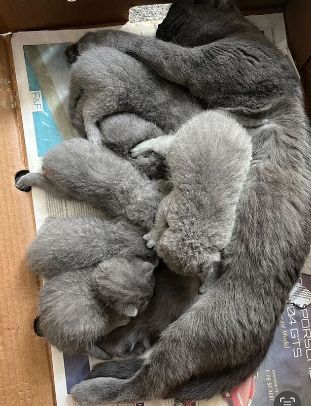 British short hair kittens for sale in Crumpsall, Greater Manchester