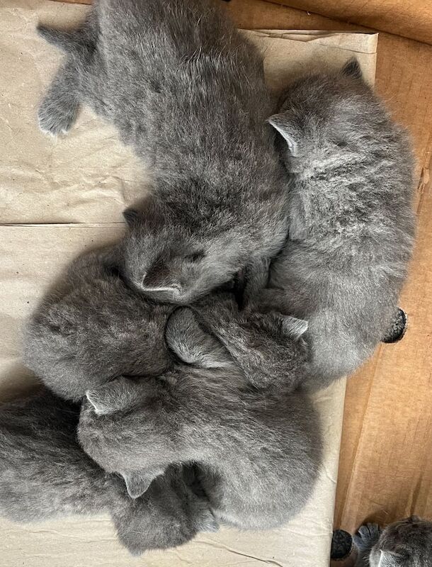 British short hair kittens for sale in Crumpsall, Greater Manchester | Image 2