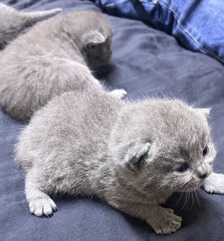 British short hair kittens for sale in Crumpsall, Greater Manchester | Image 3