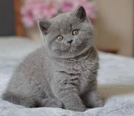 British Shorthair kittens for sale in Crumpsall, Greater Manchester – 6 weeks old
