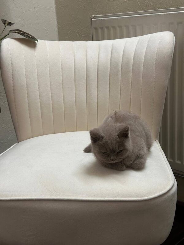 British Shorthair kittens for sale in Burnage, Greater Manchester – 10 weeks old