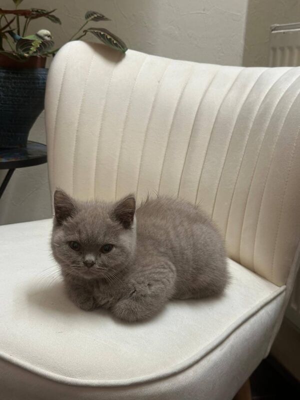 British Shorthair kittens for sale in Burnage, Greater Manchester – 10 weeks old - Image 2 of 3