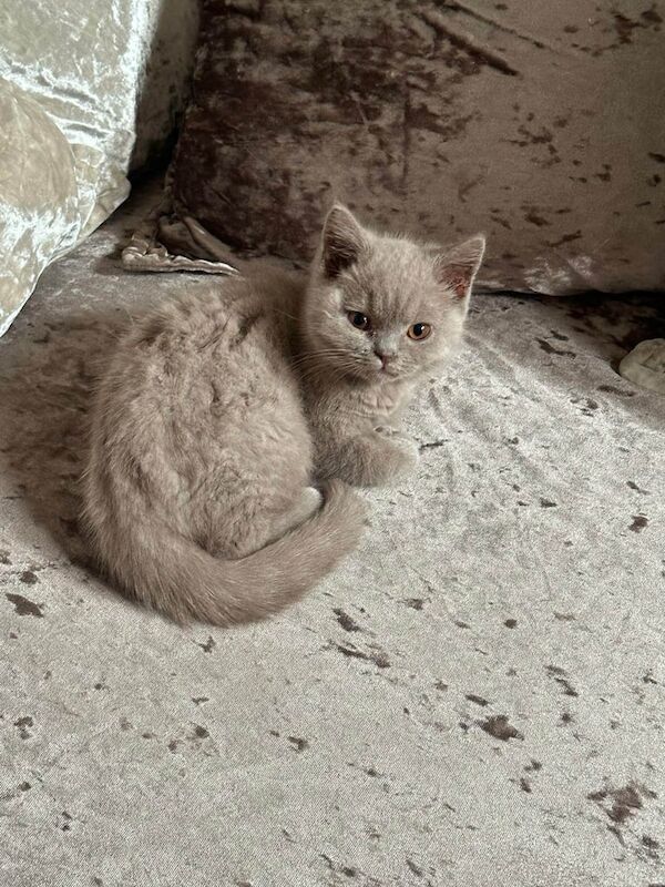 British Shorthair kittens for sale in Burnage, Greater Manchester – 10 weeks old - Image 3 of 3