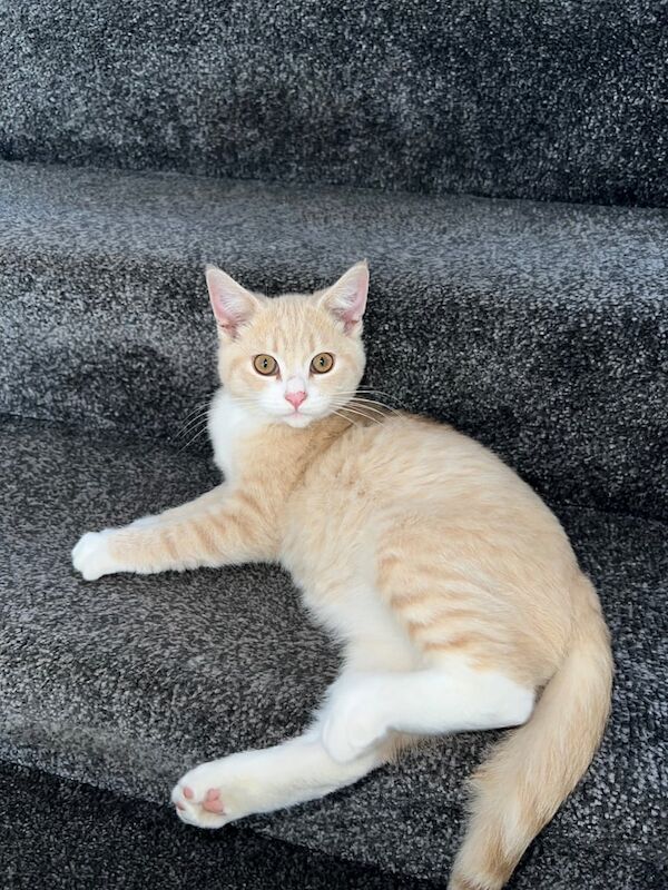 British Shorthair kittens for sale in Leeds, West Yorkshire – 4 months old