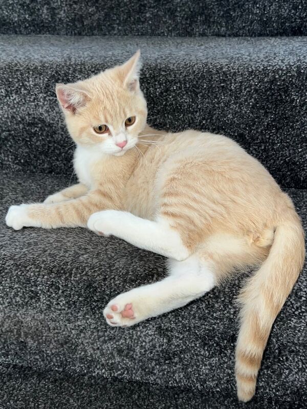 British Shorthair kittens for sale in Leeds, West Yorkshire – 4 months old - Image 2 of 3