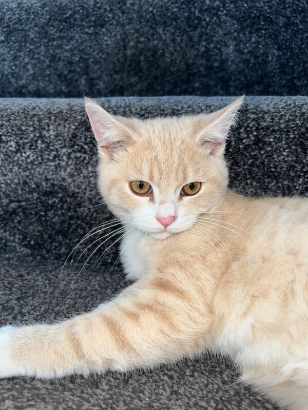 British Shorthair kittens for sale in Leeds, West Yorkshire – 4 months old - Image 3 of 3