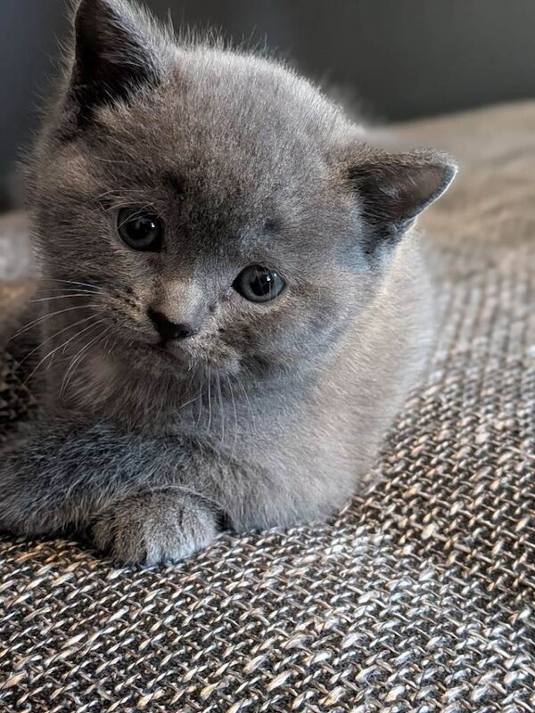 British Shorthair kittens for sale in Stoke-on-Trent, Staffordshire – 6 weeks old