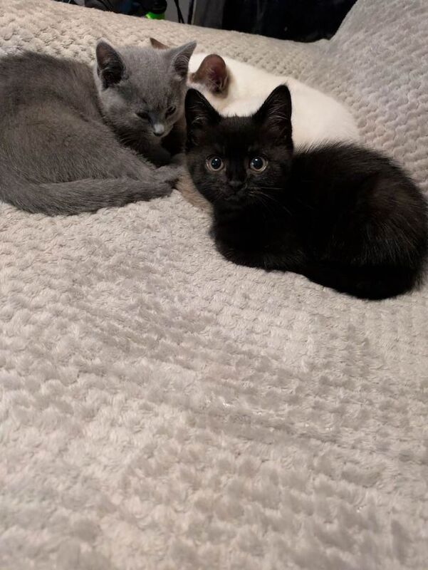 British Shorthair kittens for sale in Stoke-on-Trent, Staffordshire – 6 weeks old - Image 2 of 3