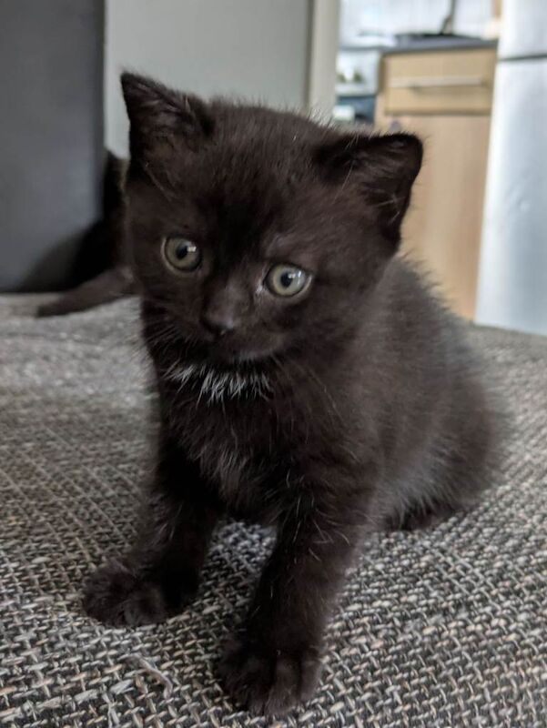 British Shorthair kittens for sale in Stoke-on-Trent, Staffordshire – 6 weeks old - Image 3 of 3
