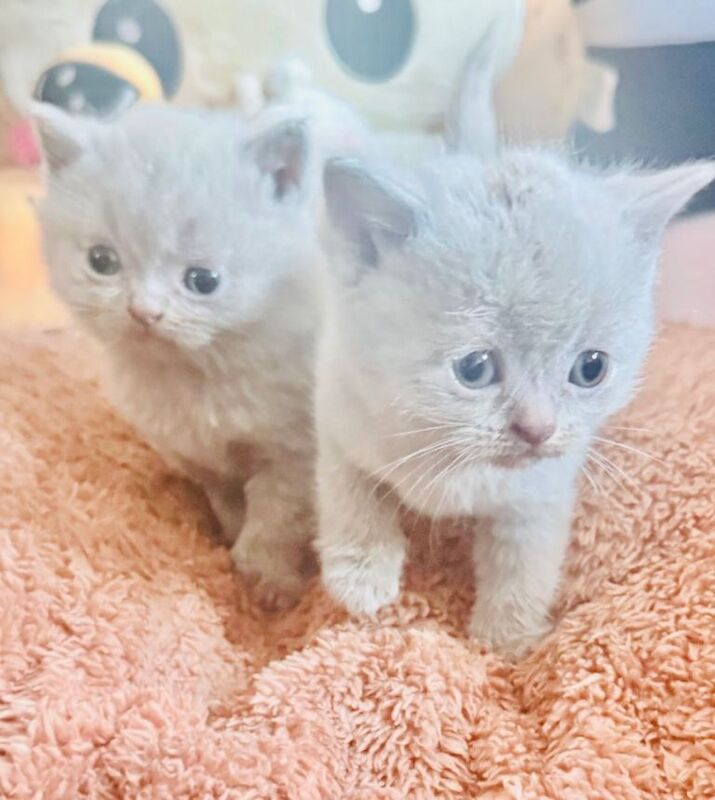 British Short Hair Kittens For Sale - Image 2 of 4