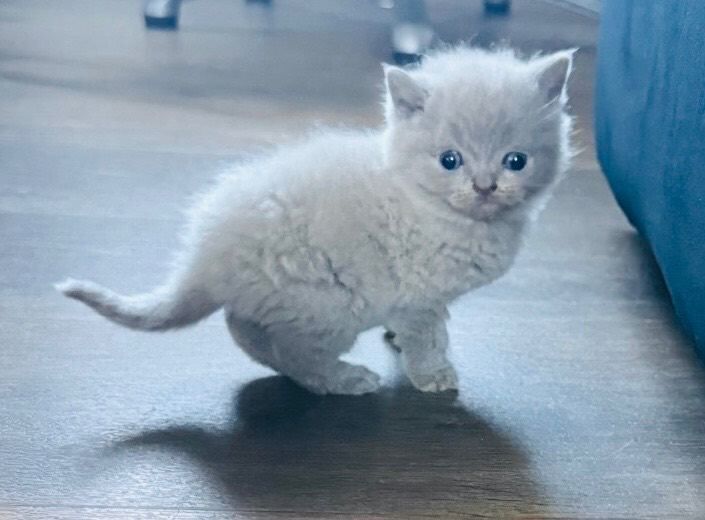 British Short Hair Kittens For Sale - Image 3 of 4