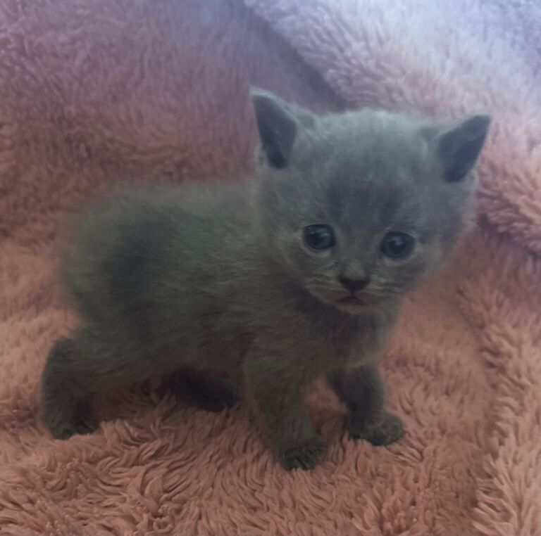 British Short Hair Kittens For Sale - Image 4 of 4