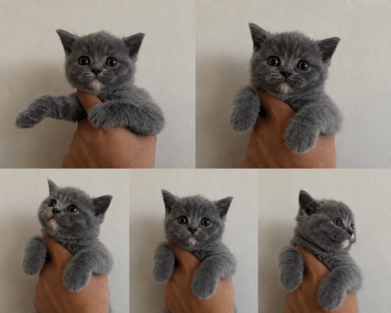 British Shorthair Kittens For Sale