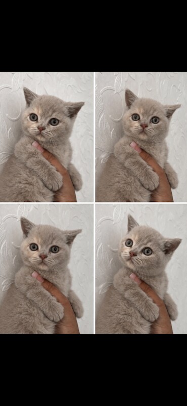 British short hair kittens lilac cream blue - Image 2 of 5