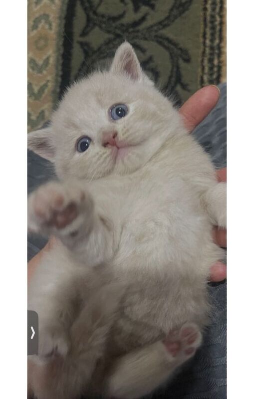 British short hair kittens lilac cream blue - Image 3 of 5