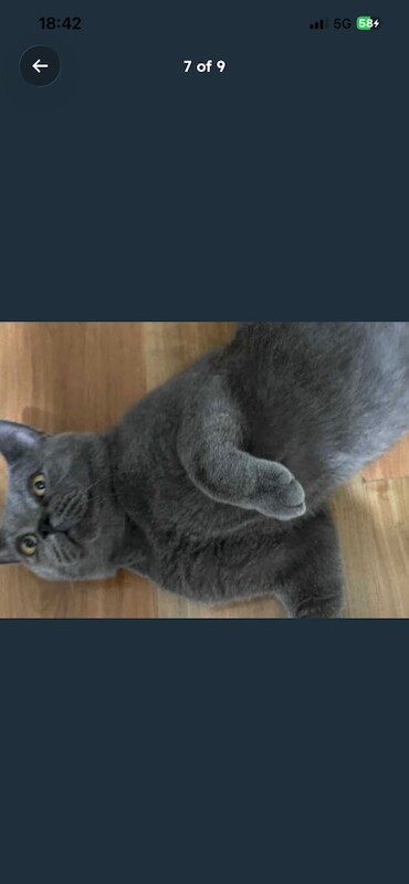 British short hair kittens lilac cream blue - Image 5 of 5