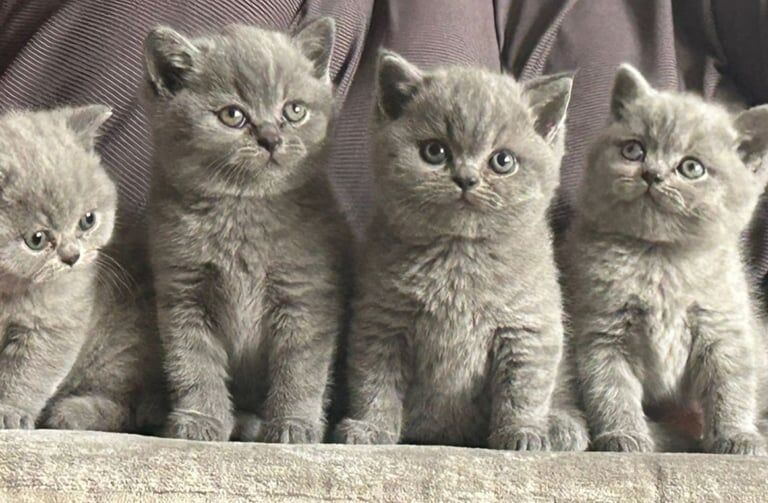 British Shorthair kittens for sale in Bolton, Greater Manchester – 3 months old