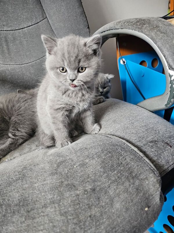 British Shorthair kittens for sale in Bolton, Greater Manchester – 3 months old - Image 2 of 3