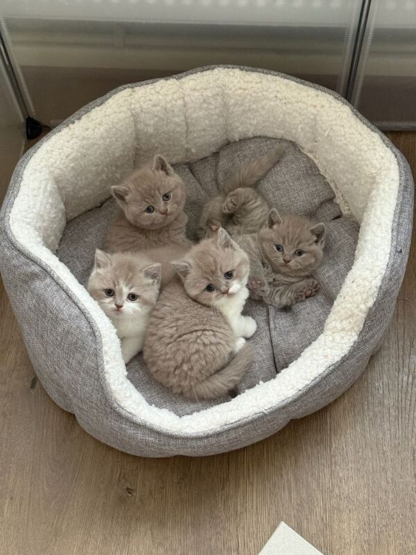 British Shorthair Kittens For Sale