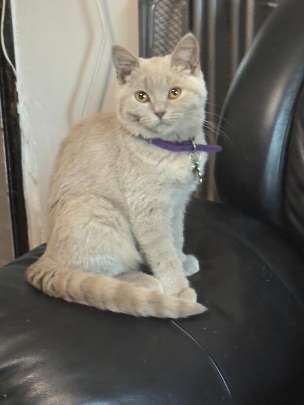 British Shorthair kittens for sale in Handsworth Wood, West Midlands – 4 months old - Image 2 of 3