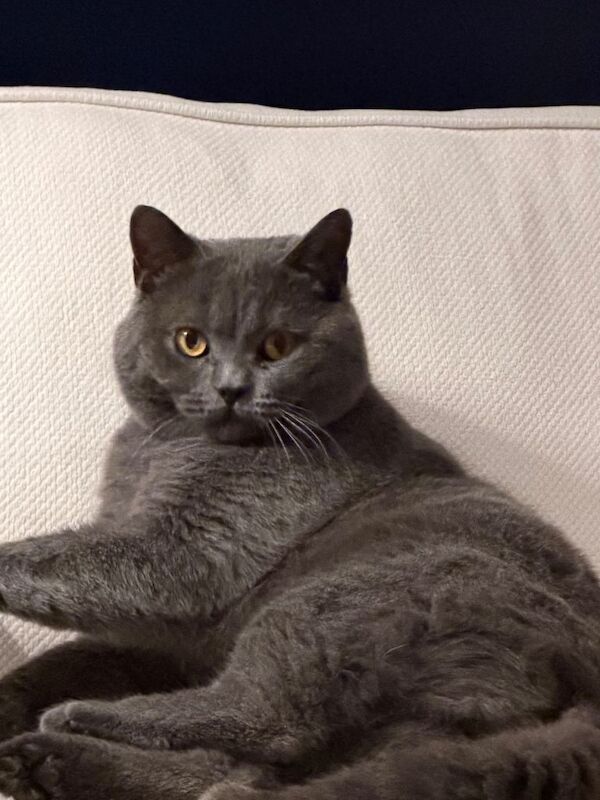 British Shorthair Kittens For Sale