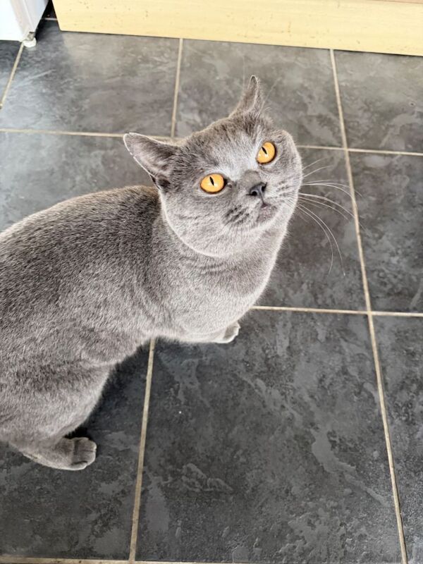 British Shorthair kittens for sale in Arnold, Nottinghamshire – 2 years old - Image 2 of 3