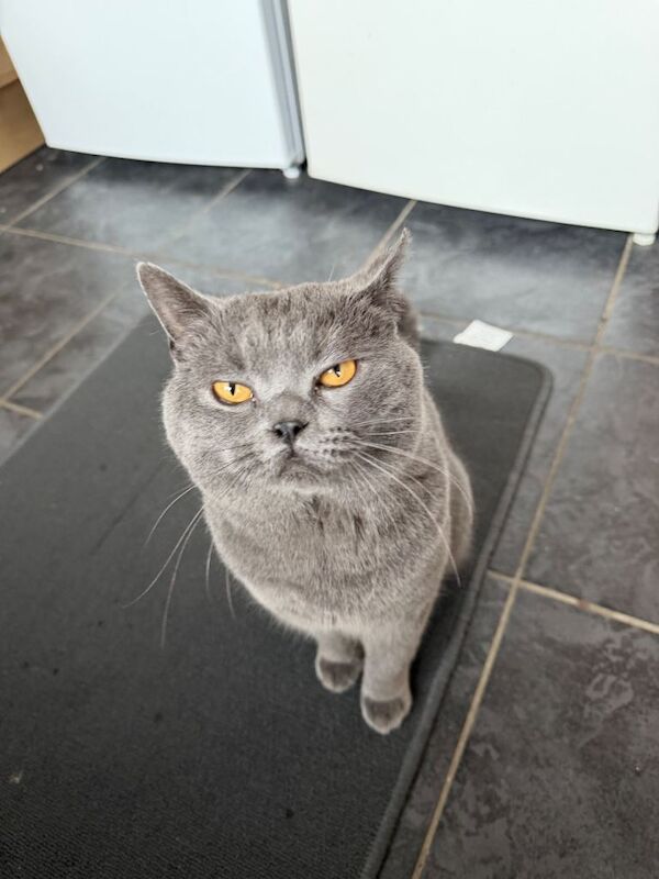 British Shorthair kittens for sale in Arnold, Nottinghamshire – 2 years old - Image 3 of 3