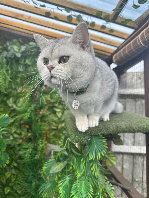 British Shorthair kittens for sale in Ipswich, Suffolk – 2 years old