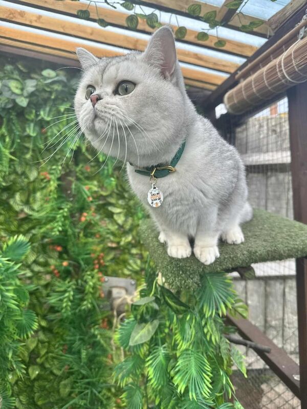 British Shorthair kittens for sale in Ipswich, Suffolk – 2 years old - Image 2 of 3