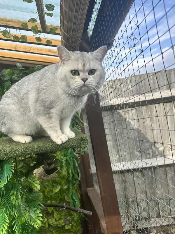 British Shorthair kittens for sale in Ipswich, Suffolk – 2 years old - Image 3 of 3