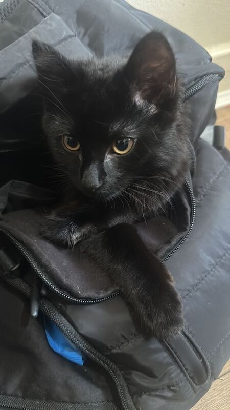 British Shorthair kittens for sale in Redbridge, Greater London – 7 months old