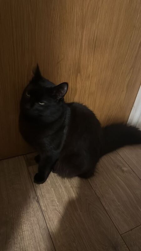 British Shorthair kittens for sale in Redbridge, Greater London – 7 months old - Image 2 of 2