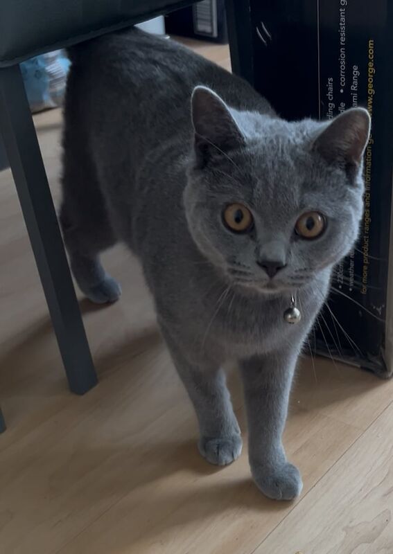 British Shorthair kittens for sale in Stratford, Greater London – 7 months old