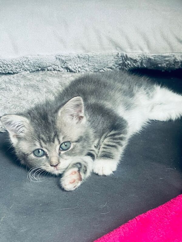 British Shorthair Kittens For Sale Under £300