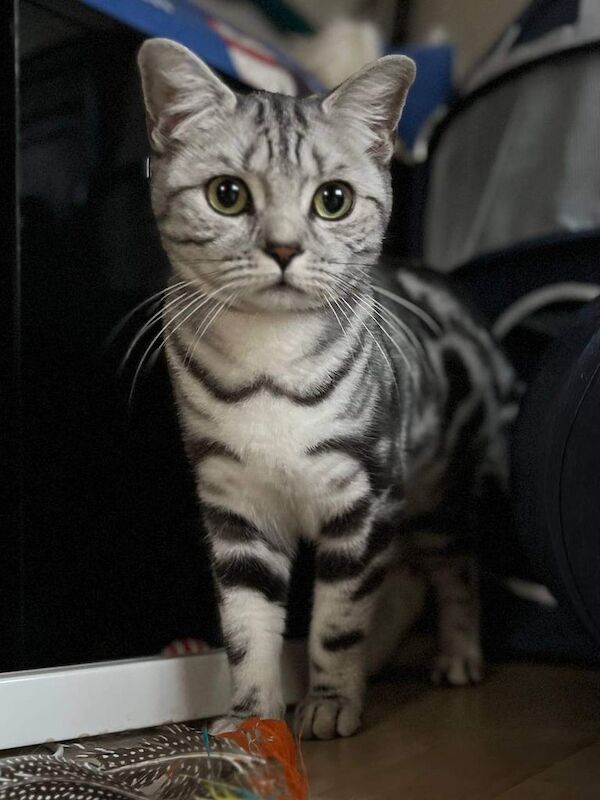 British Shorthair kittens for sale in Greenwich, Greater London – 1 year old