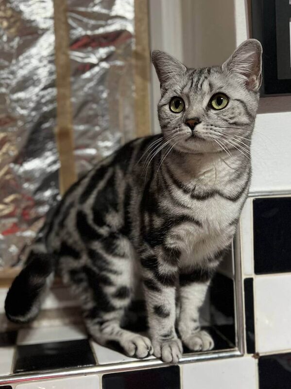 British Shorthair kittens for sale in Greenwich, Greater London – 1 year old - Image 2 of 3