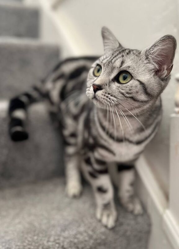 British Shorthair kittens for sale in Greenwich, Greater London – 1 year old - Image 3 of 3
