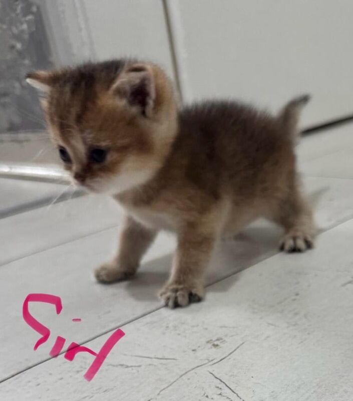 British Shorthair kittens for sale in Birmingham, West Midlands – 10 weeks old - Image 2 of 3
