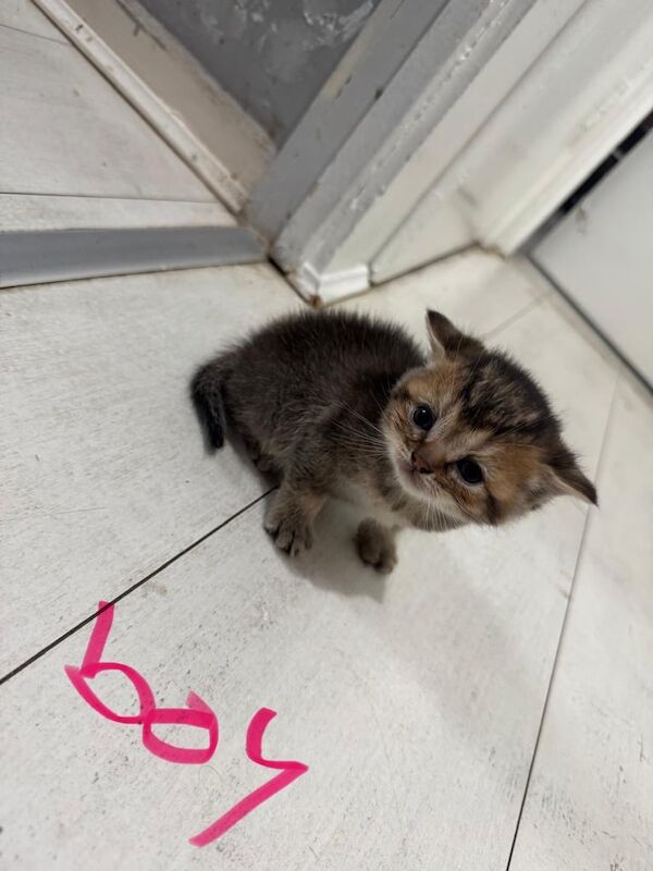 British Shorthair kittens for sale in Birmingham, West Midlands – 10 weeks old - Image 3 of 3