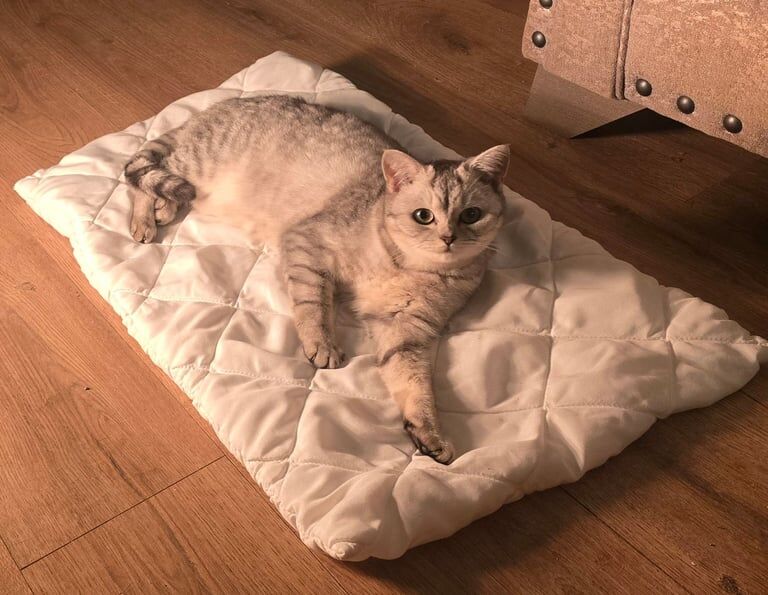 British Shorthair kittens for sale in Sheerness, Kent – 1 year old