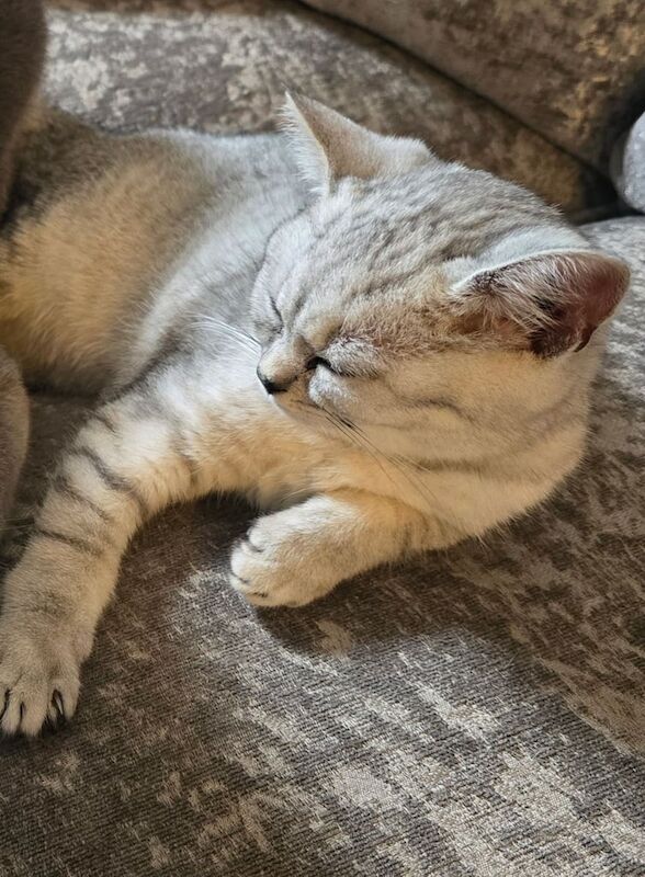 British Shorthair kittens for sale in Sheerness, Kent – 1 year old - Image 2 of 2