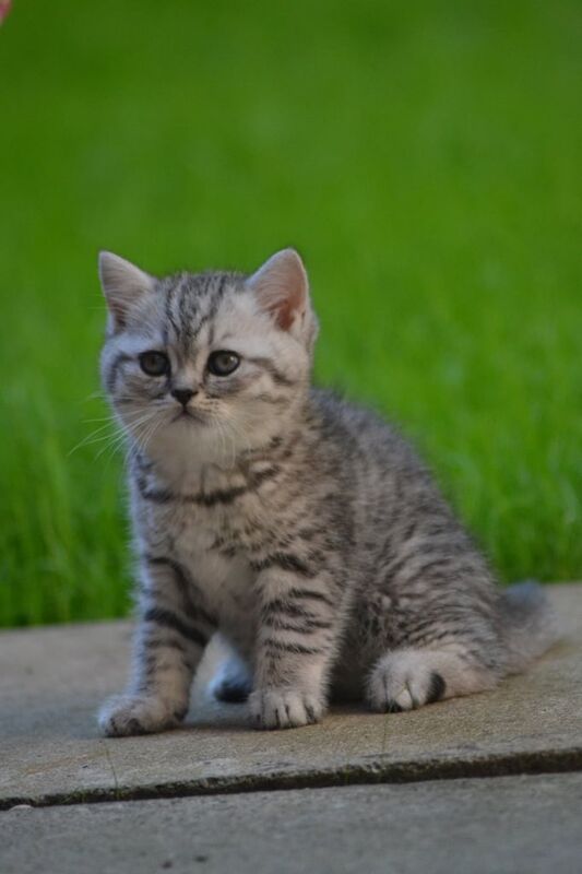 British Shorthair kittens for sale in Ealing, Greater London – 10 weeks old