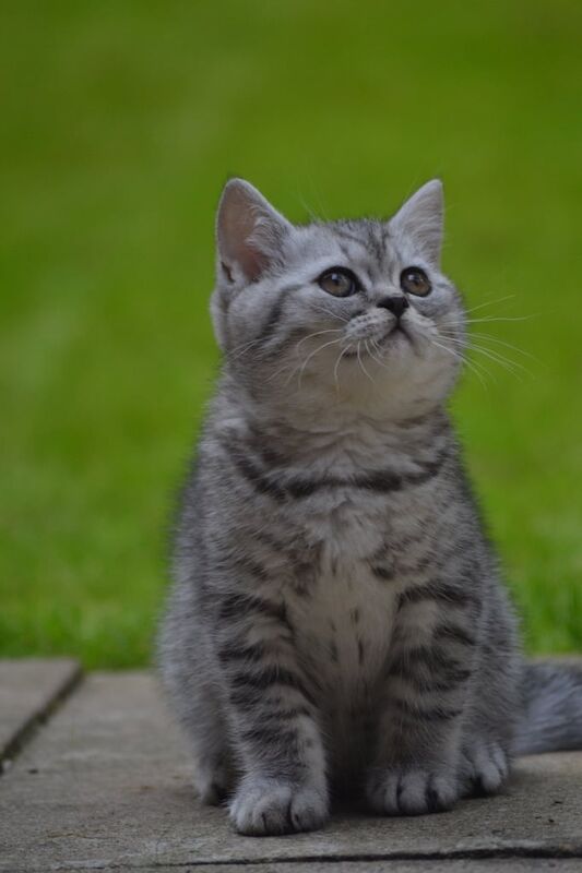 British Shorthair kittens for sale in Ealing, Greater London – 10 weeks old - Image 2 of 3