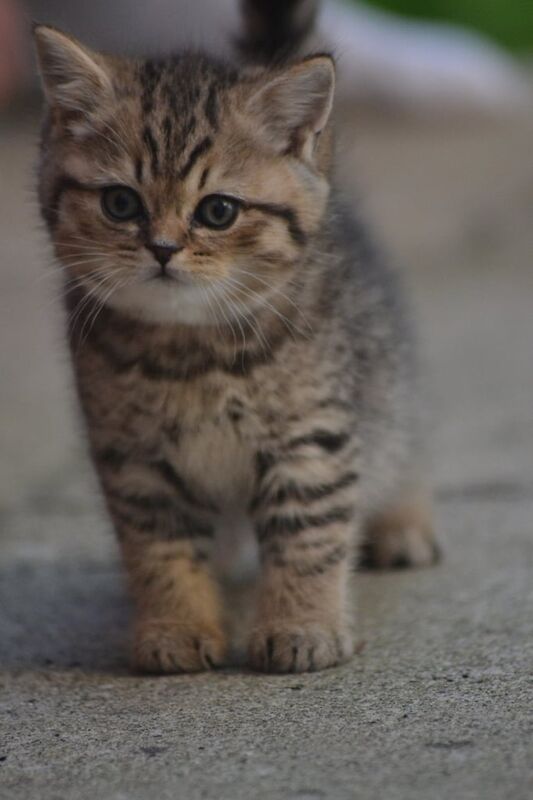 British Shorthair kittens for sale in Ealing, Greater London – 10 weeks old - Image 3 of 3